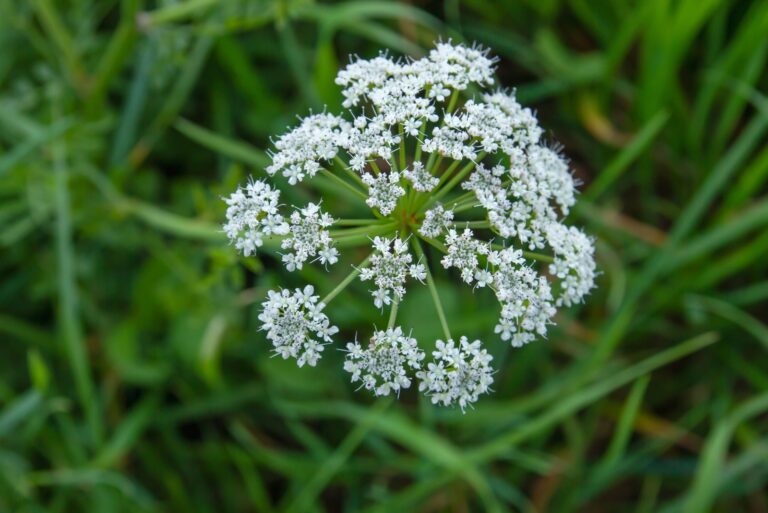 Conium maculatum or poison hemlock white flowers blooming