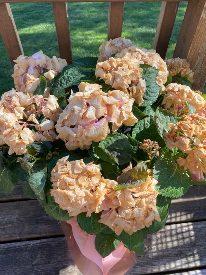 Cell Damage Happens Fast When Ice Crystals Form Inside Plant Tissue