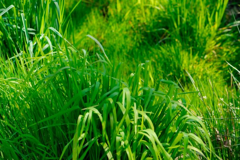 grass (featured image)