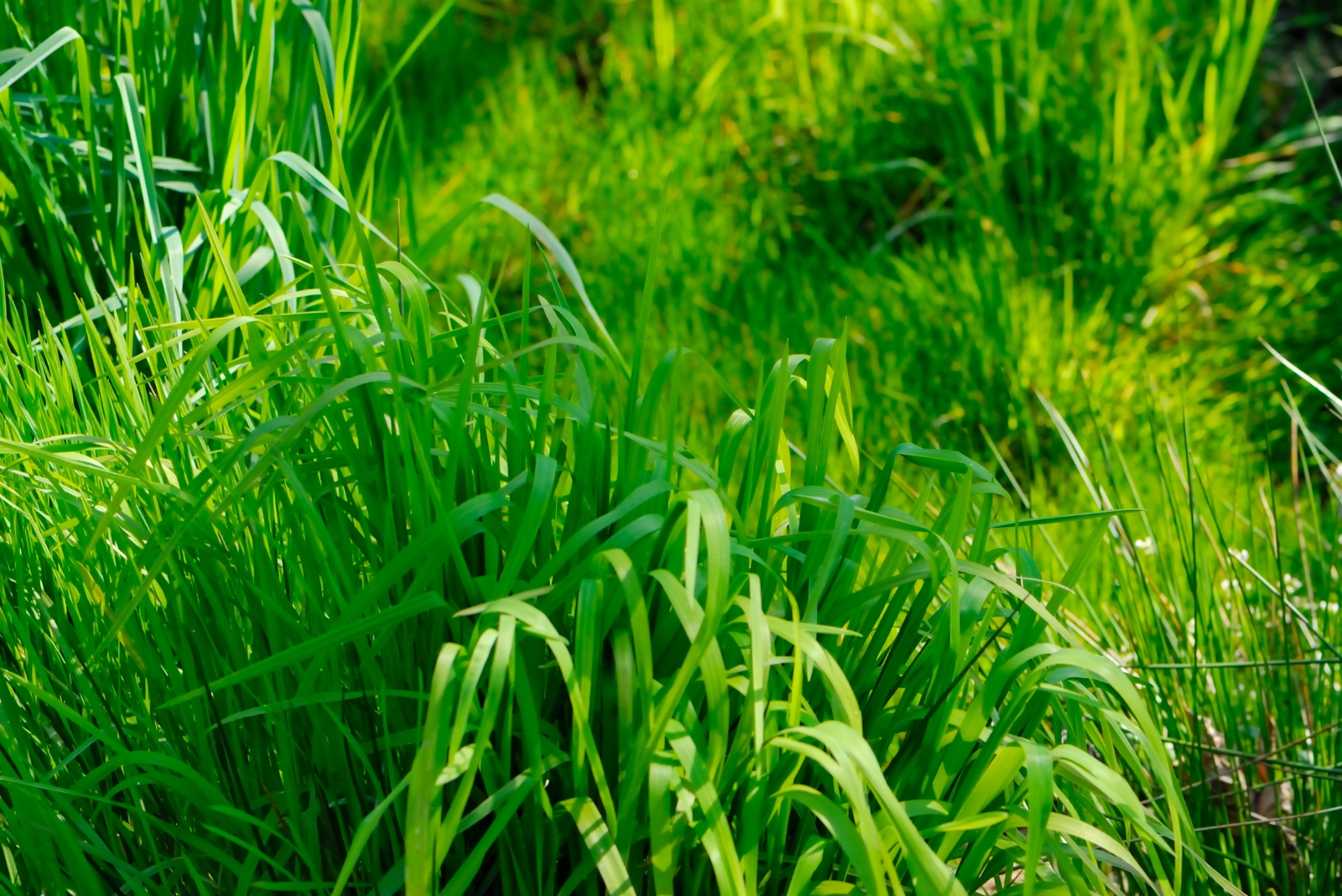 The December Lawn Habit Wyoming Homeowners Count On For Spring Recovery