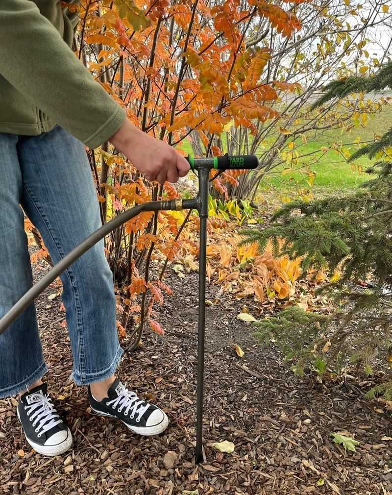 Evergreens Need Extra Hydration Before Winter
