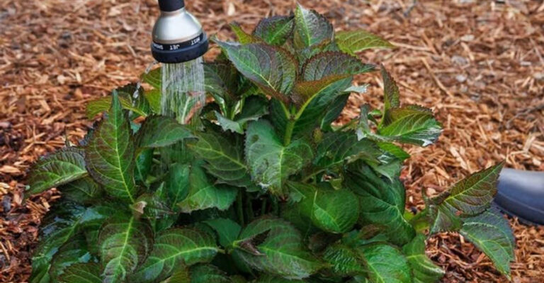 person watering shrub in winter