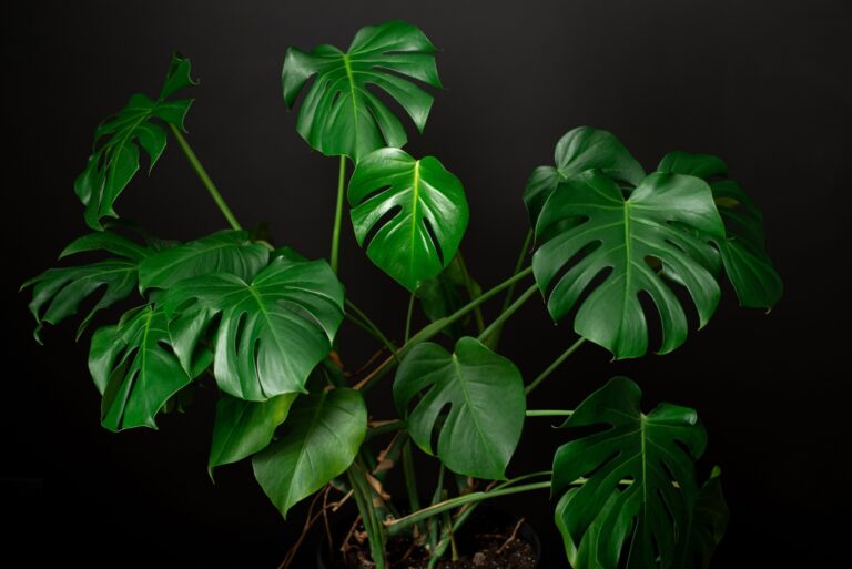 Monstera deliciosa leaf close up