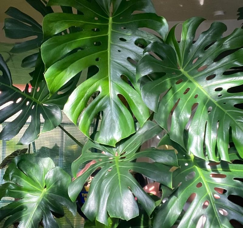 Monstera Deliciosa