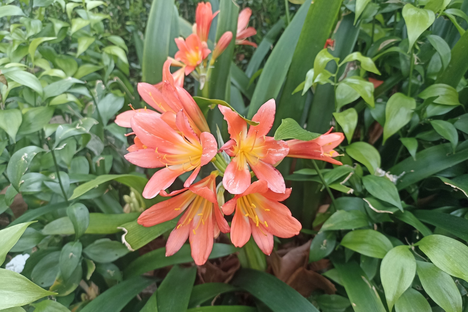 The Desert Amaryllis Trend Spreading Quickly On Arizona Patios