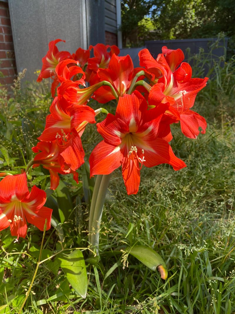 Thrives in Extreme Heat Without Extra Care