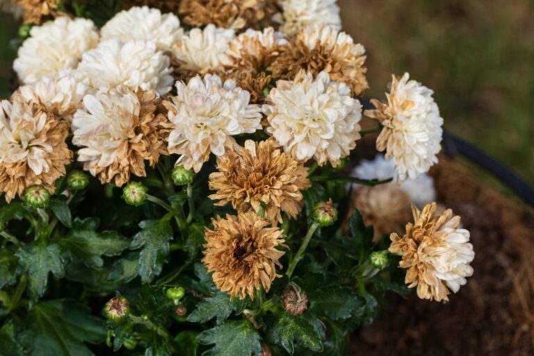 mums with dry flowers