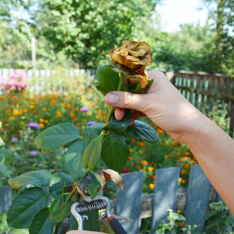 Redirects Energy To New Flower Production