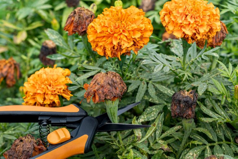 deadheading marigold flowers