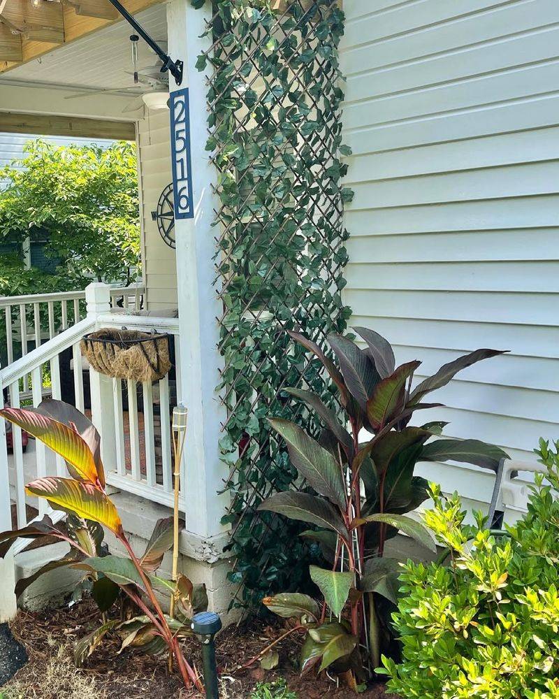 How A Simple Porch Vine Ended Up Being The Most Reliable Thing I Planted