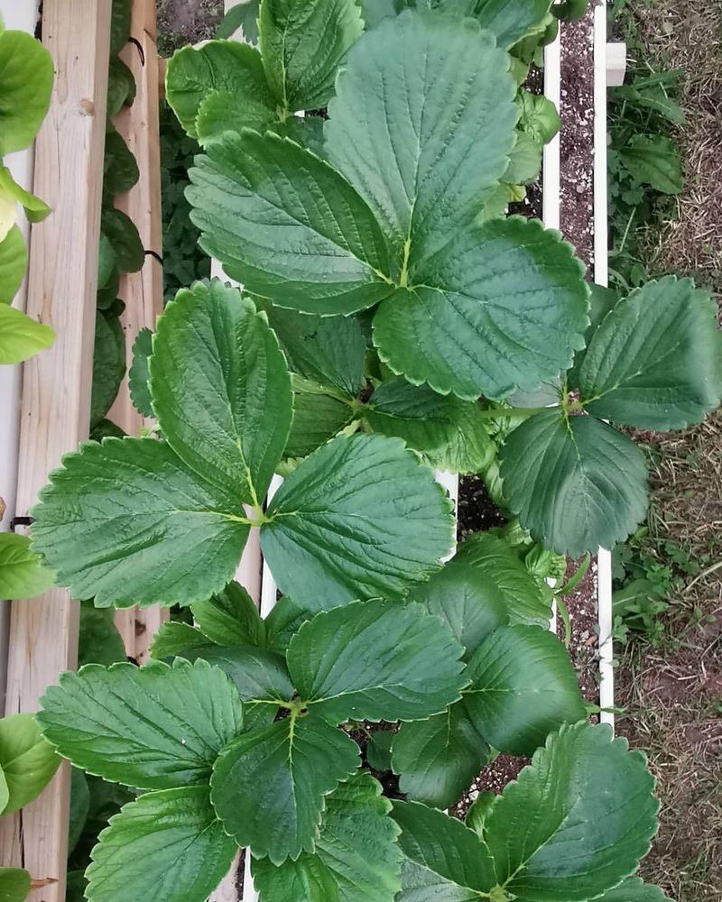 Magnesium Powers Chlorophyll Production