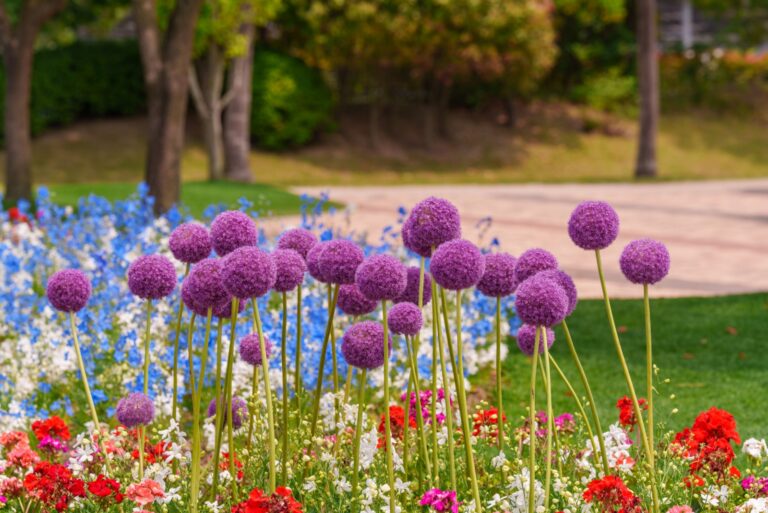 Garden landscape with purple Giant allium