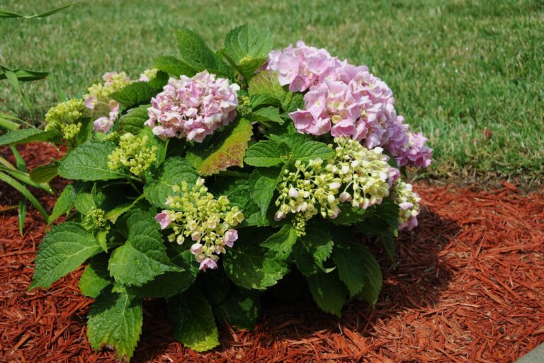 hydrangeas with mulch protection