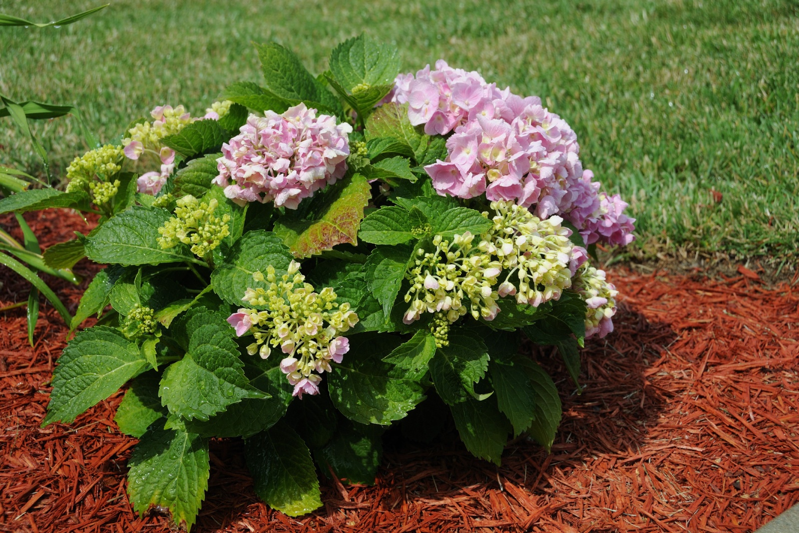 The Essential Step Hydrangeas Need After The First Frost In Vermont