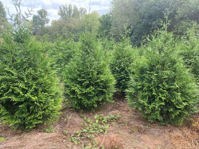 Why Green Giant Arborvitae Dominates Idaho Yards