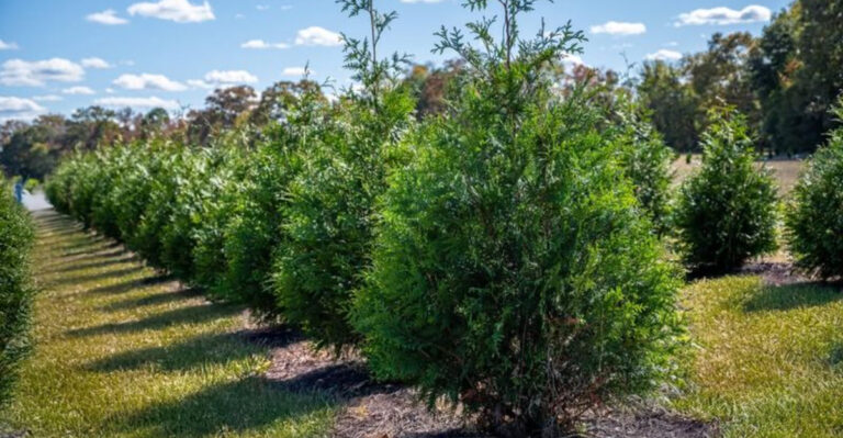 green giant evergreen