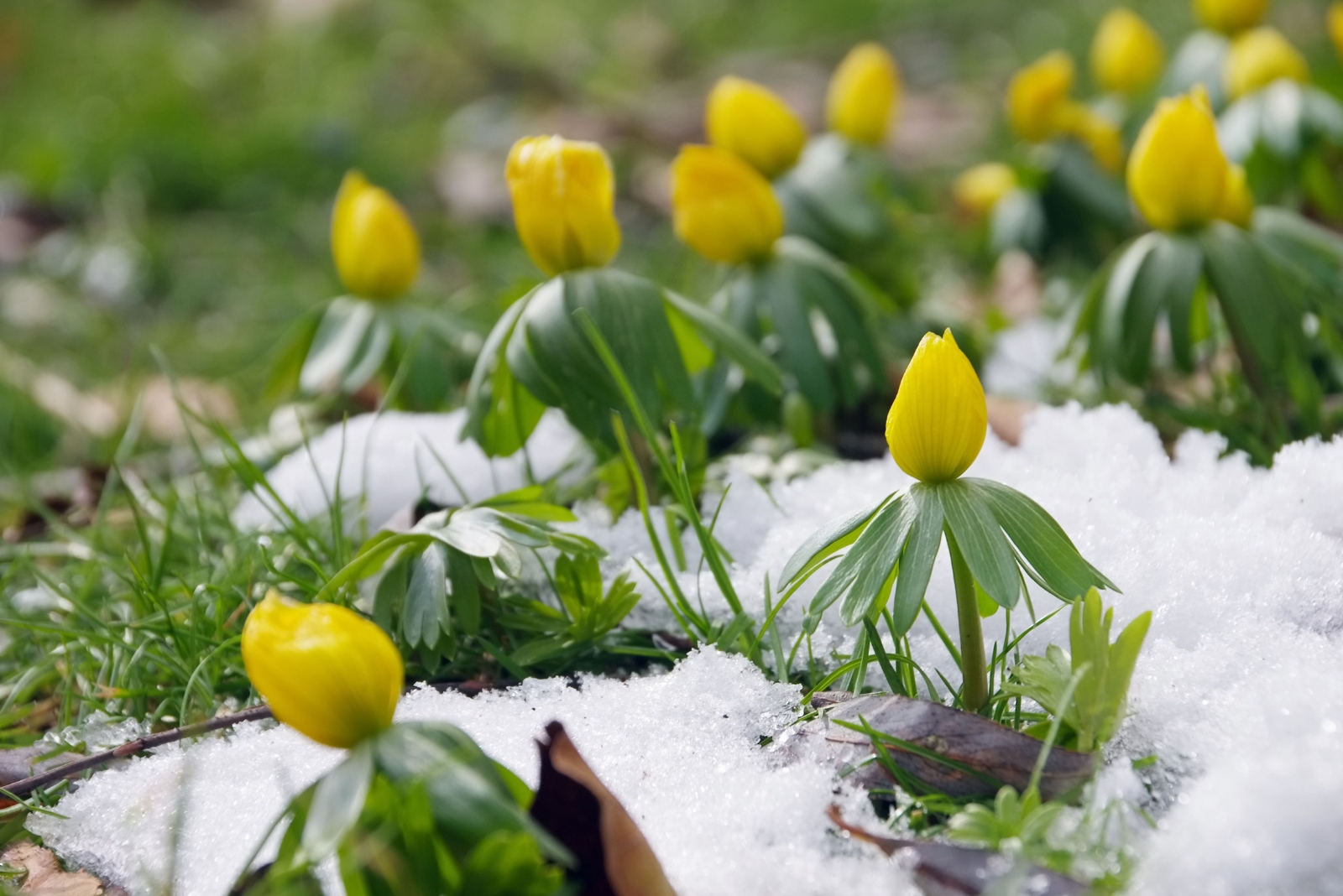 The Flowers That Appear In Vermont Only After The Winter Solstice
