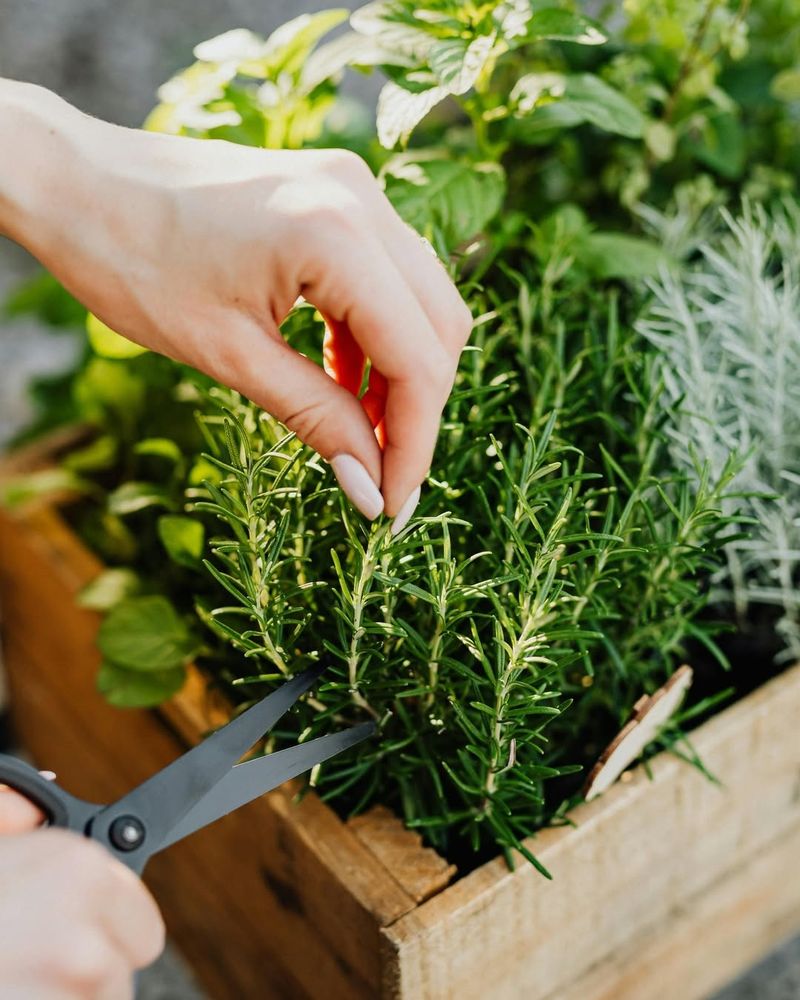 Rosemary Takes The Crown As Virginia's Favorite Indoor Herb