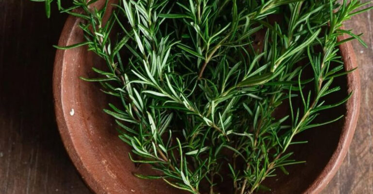 rosemary on a plate