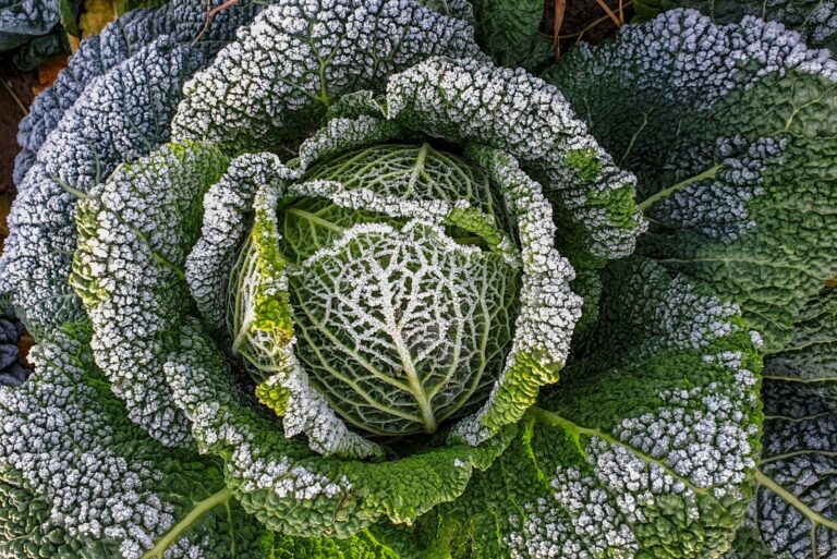 sanoy cabbage on a winterly field