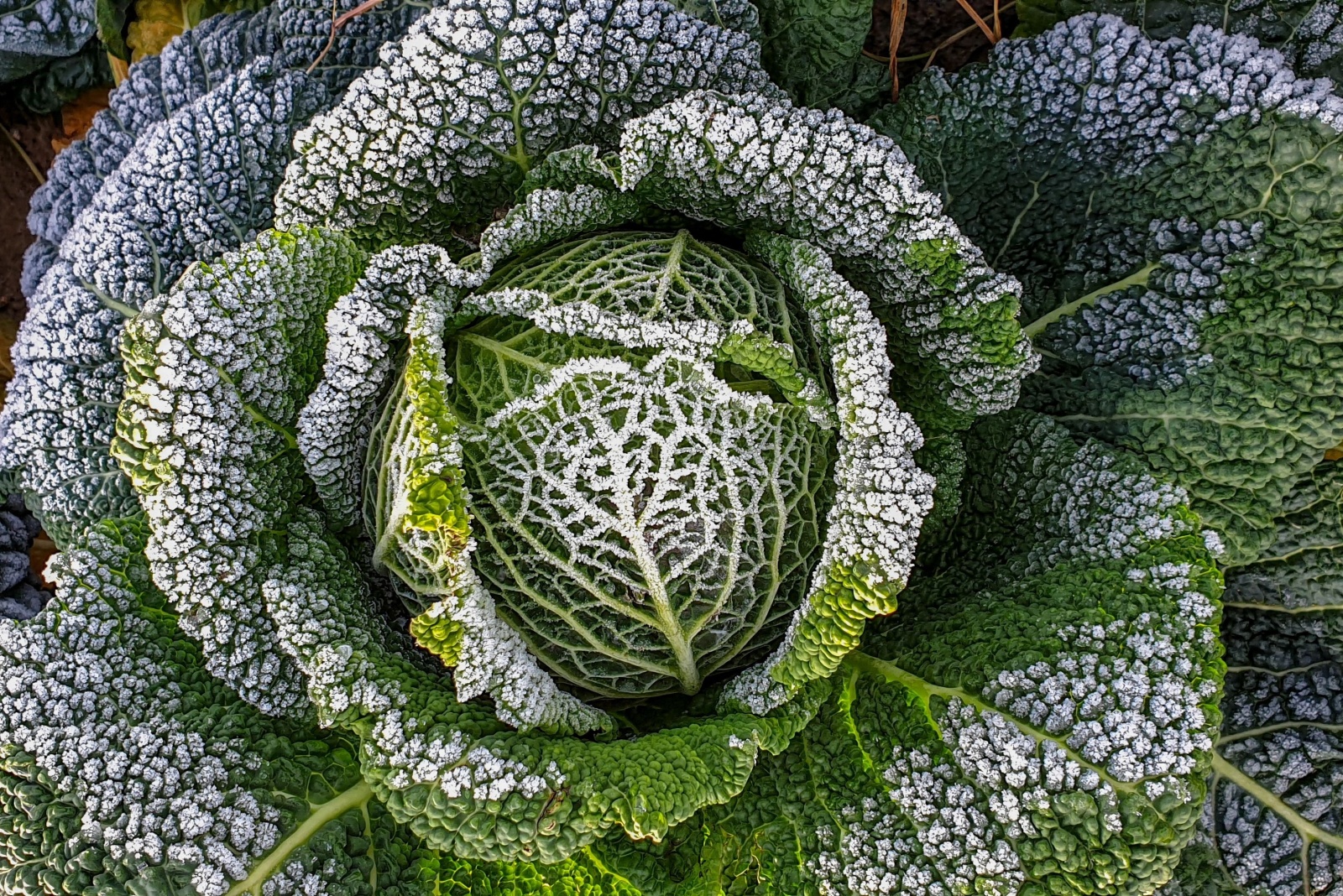 The Frost Sweetened Vegetables Wisconsin Gardeners Love In December