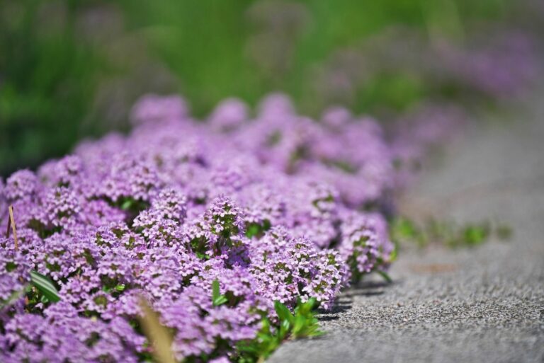Creeping thyme