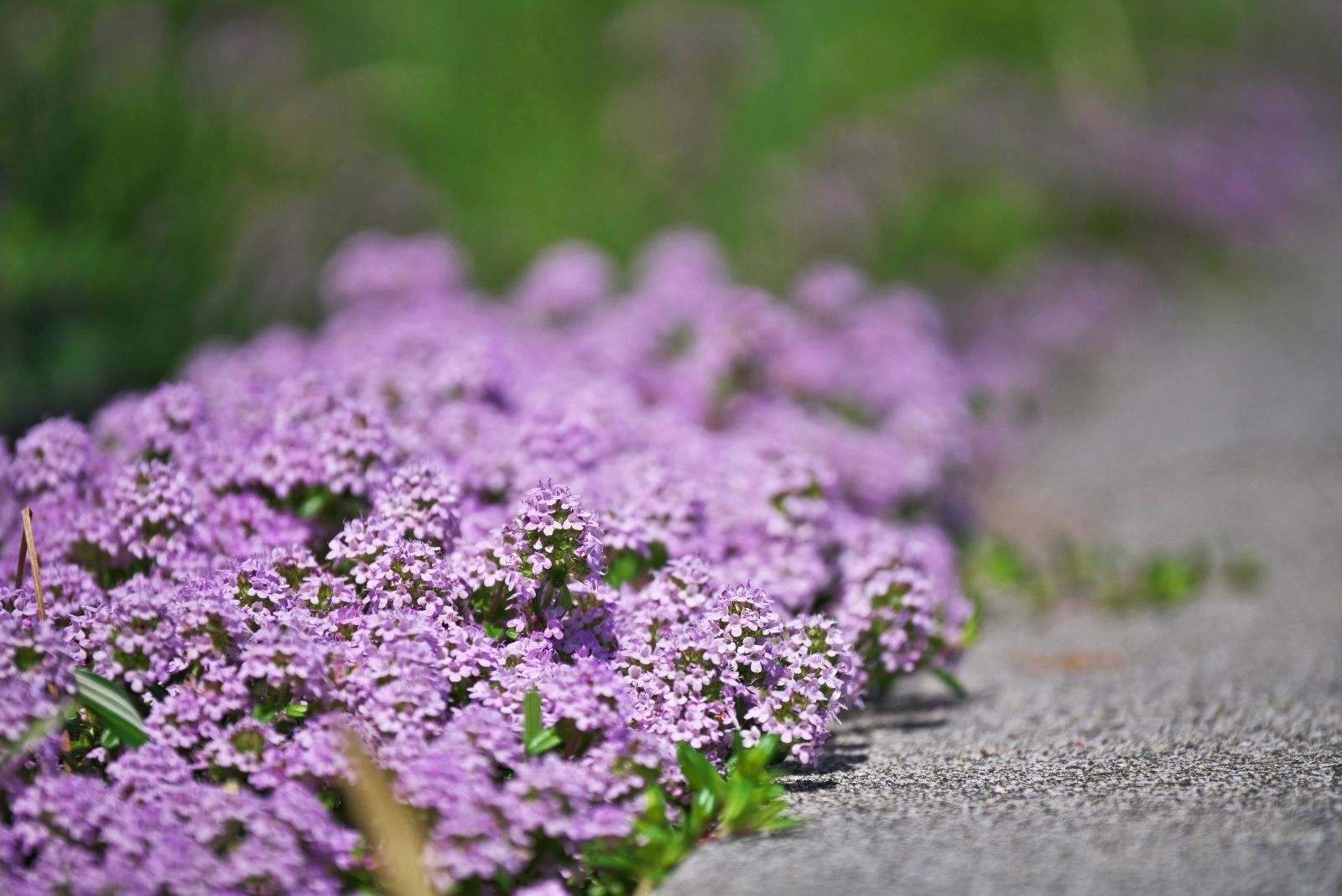 The Hardy Blooming Groundcover That Washington Gardeners Can Walk On Without Damaging It
