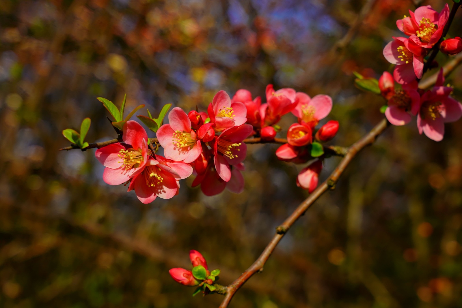 Flowering quince