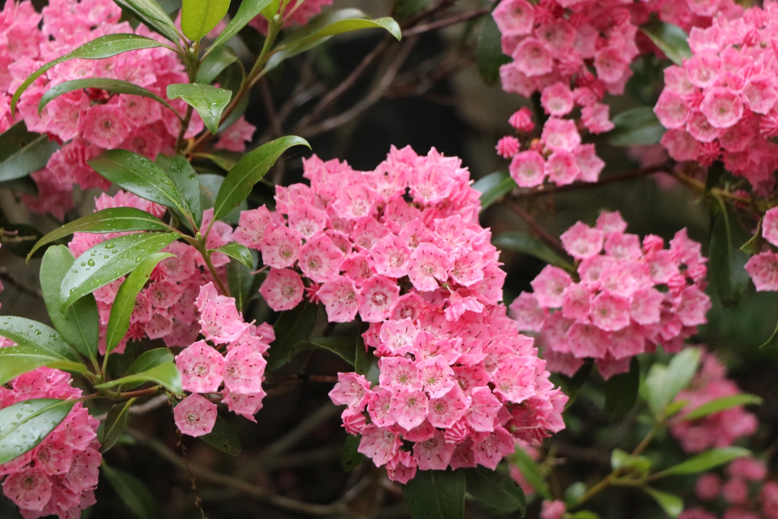 The Hardy Shrub That Brightens Pennsylvania Gardens With Pink Blooms
