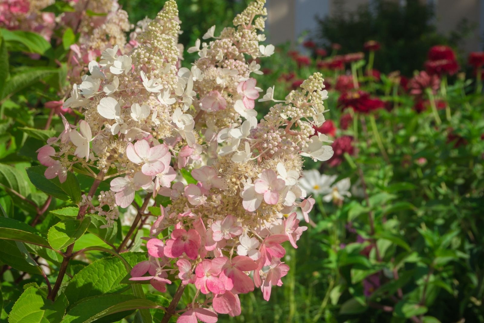 The Hardy Shrub That Steals The Show With Pink Blooms In Kansas Yards