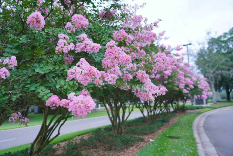 crepe myrtle