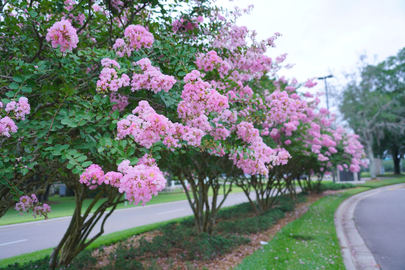 The Hardy Shrub Winning Over Missouri Gardeners With Pink Blooms