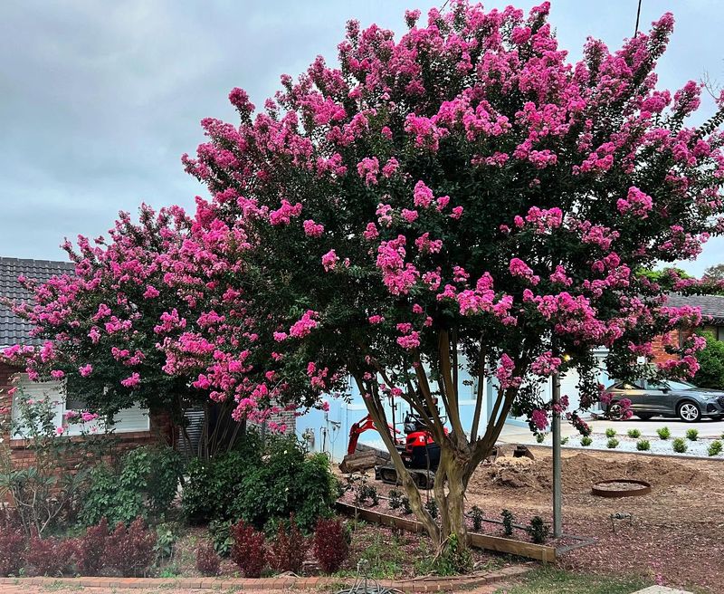 Summer Blooms That Last For Months