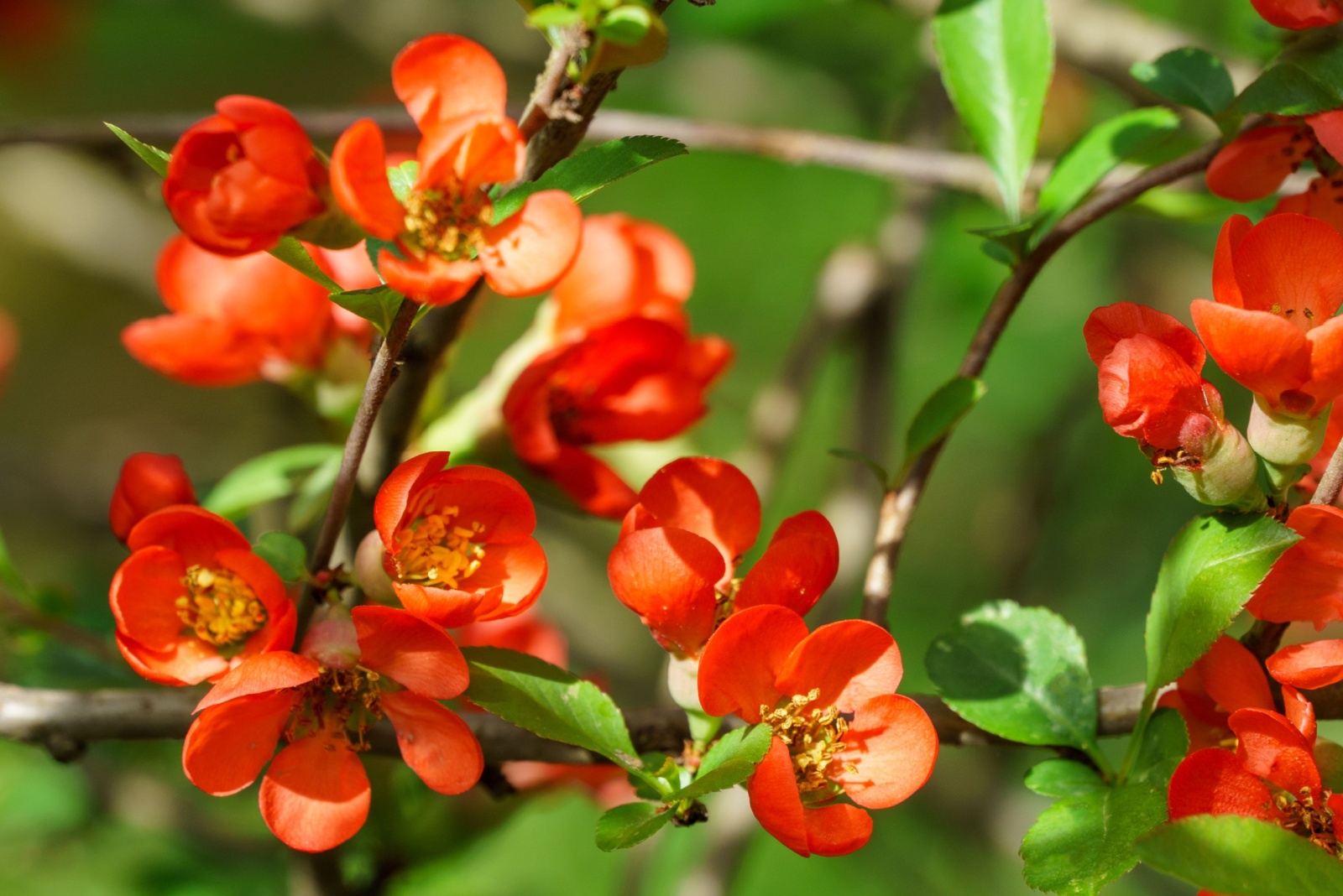 The Hardy Shrub With Red Blooms Every Virginia Gardener Should Grow