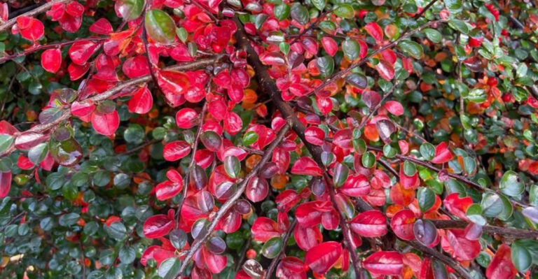 Cotoneaster Horizontalis shrub