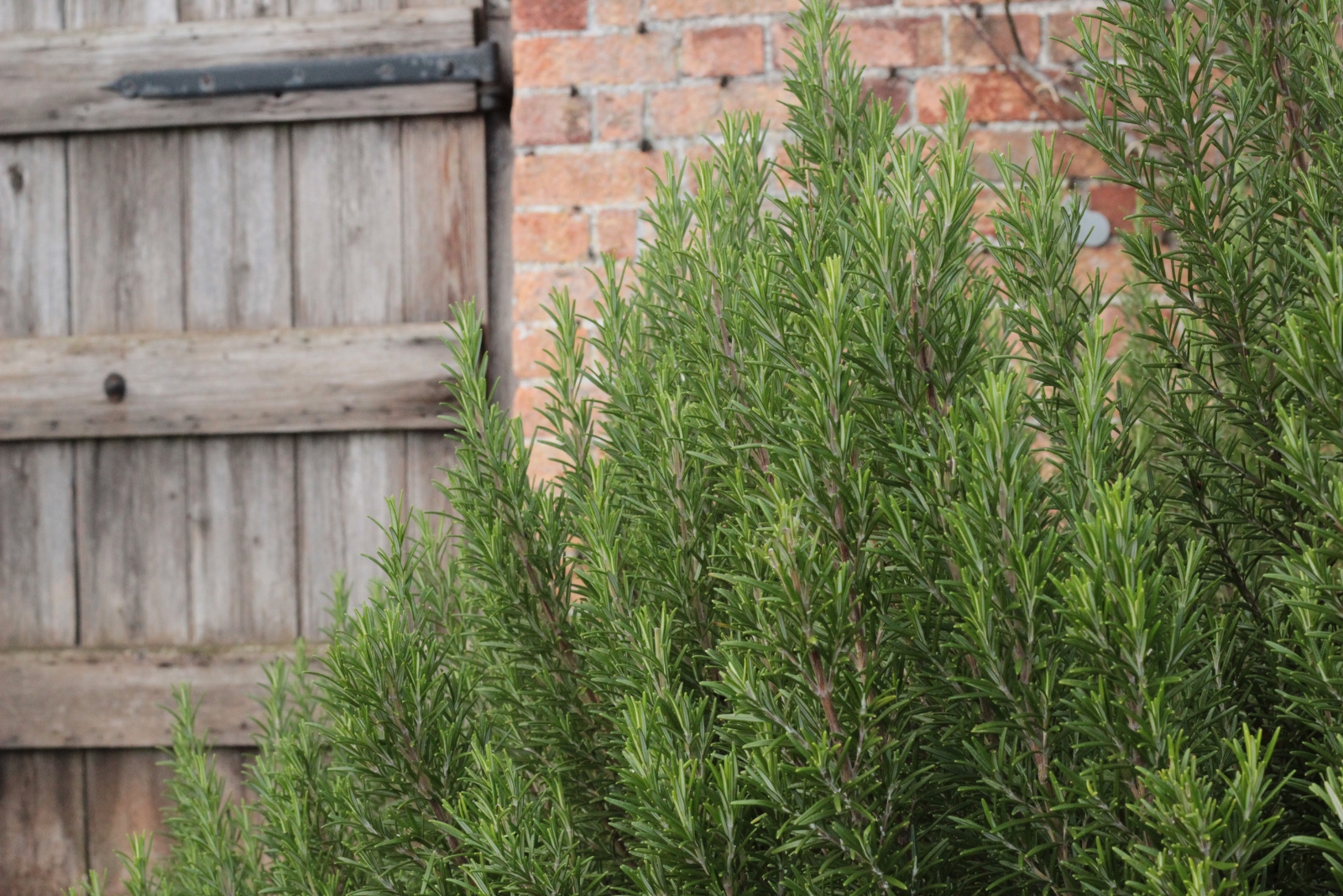 The Hidden Benefits Of Rosemary And Why Texas Homes Use It By The Door