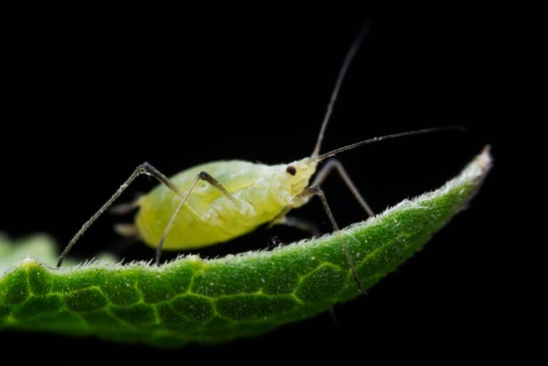 aphids close up