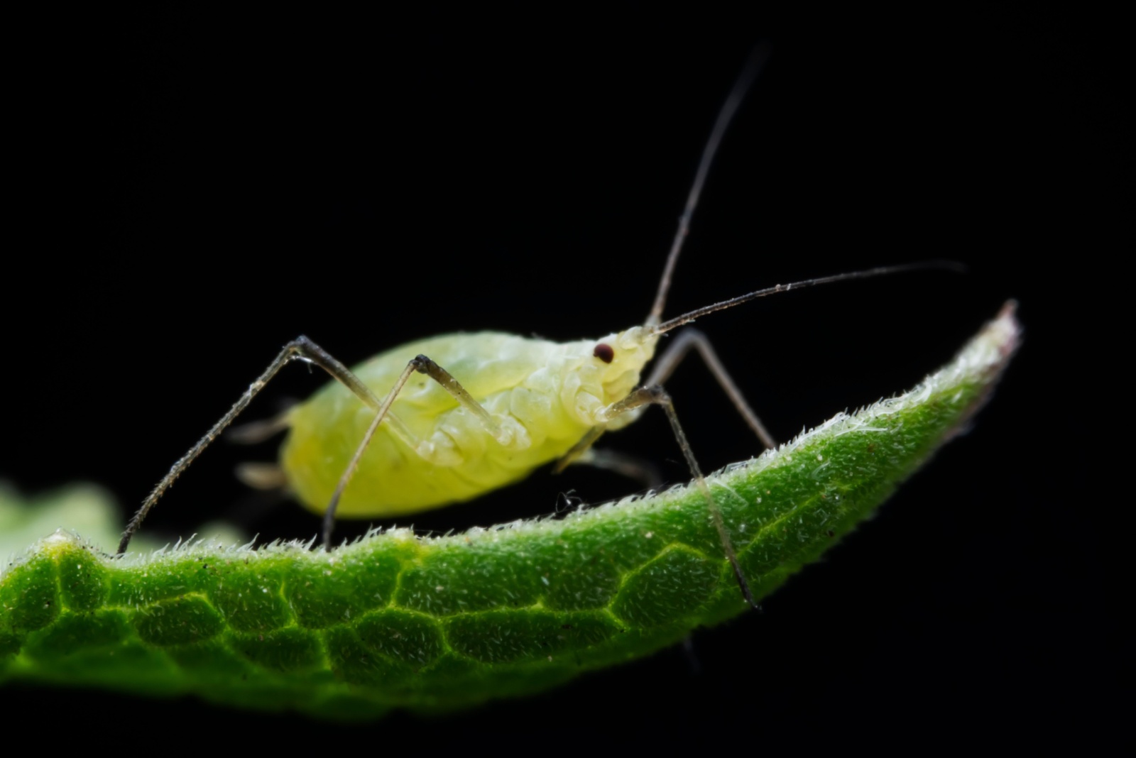 aphids close up