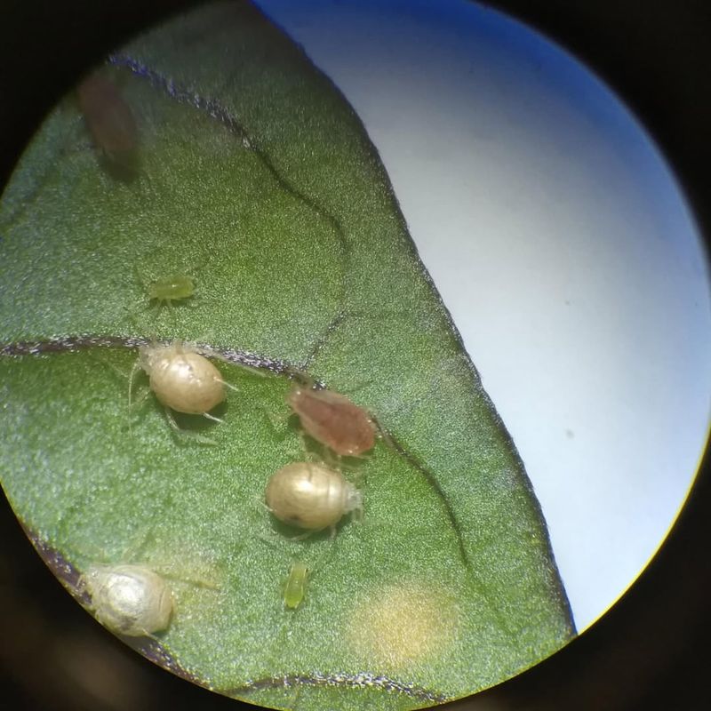 Aphids Go Dormant In Winter Cold