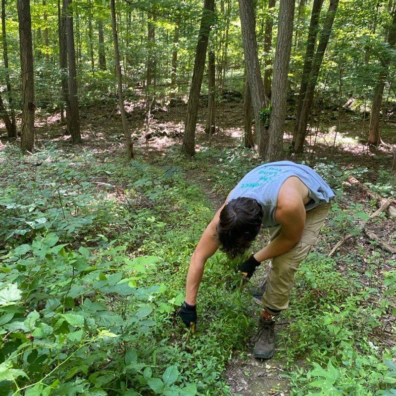 Real Cases That Prove These Invasives Are More Than Just A Garden Nuisance