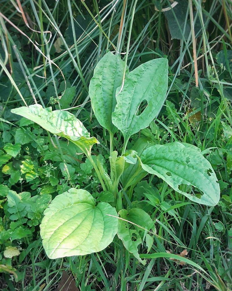 Why So Many People Walk Past One Of Nature's Most Useful Plants