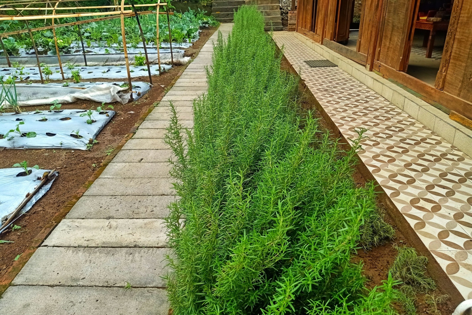 The Hidden Powers Of Rosemary And Why Many In North Carolina Plant It By The Door