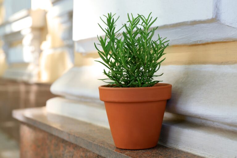 potted rosemary