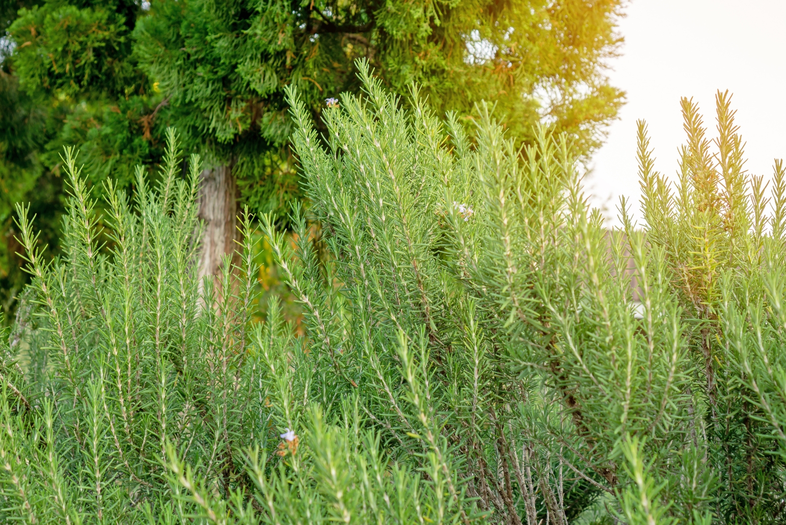 Rosemary (featured image)