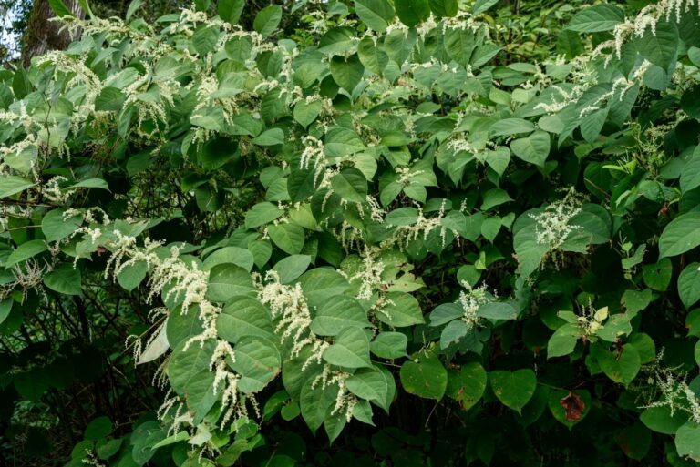 Japanese Knotweed