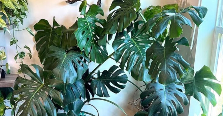 monstera deliciosa plants