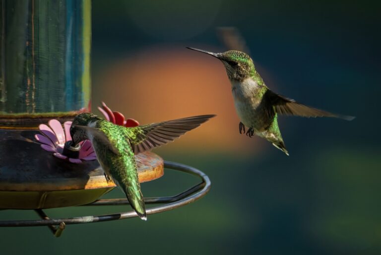 two hummingbirds flying around a feeder