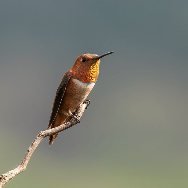 Watch For Migration Patterns In Your Area