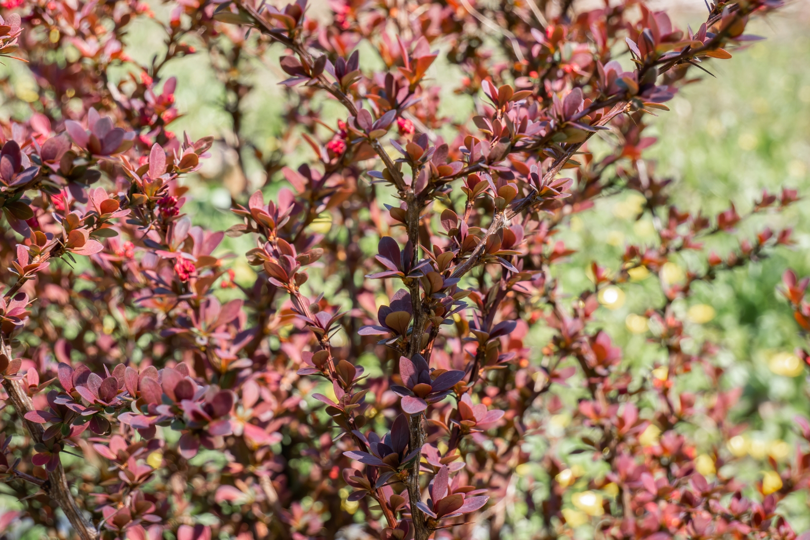 japanese barberry (featured image)