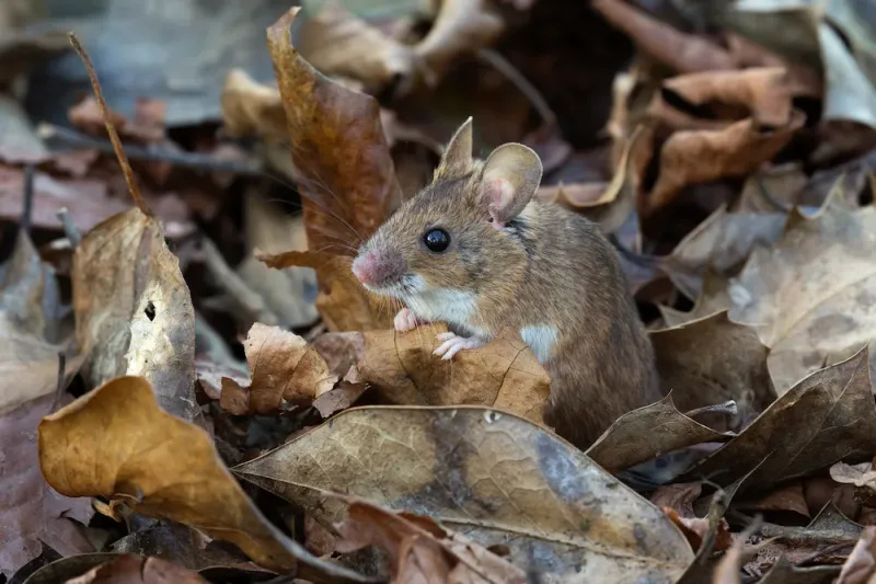 Leaf Piles Create Perfect Rodent Shelters